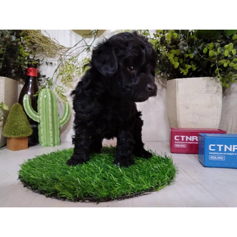 販売中の三重県のトイプードル-443883の2枚目