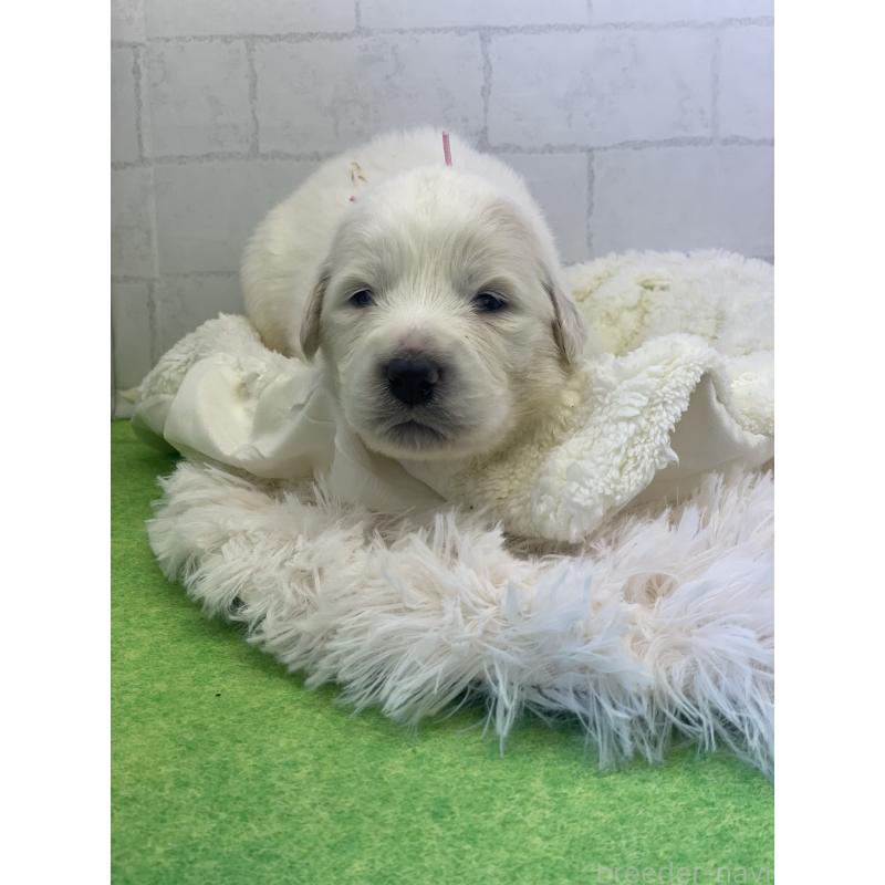 販売中の千葉県のグレートピレニーズ-443926の4枚目