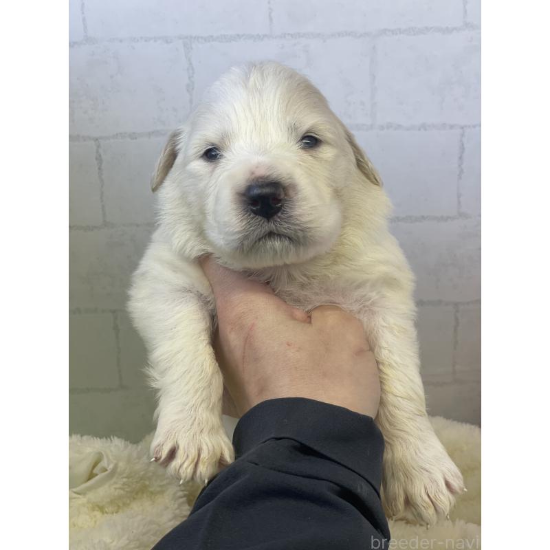 販売中の千葉県のグレートピレニーズ-443926の3枚目