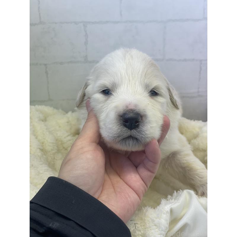 販売中の千葉県のグレートピレニーズ-443926の2枚目