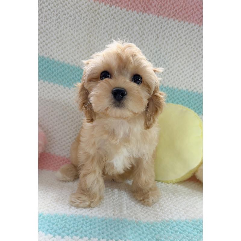 販売中の奈良県のキャバプー:キャバリア×トイプードル-434344の14枚目