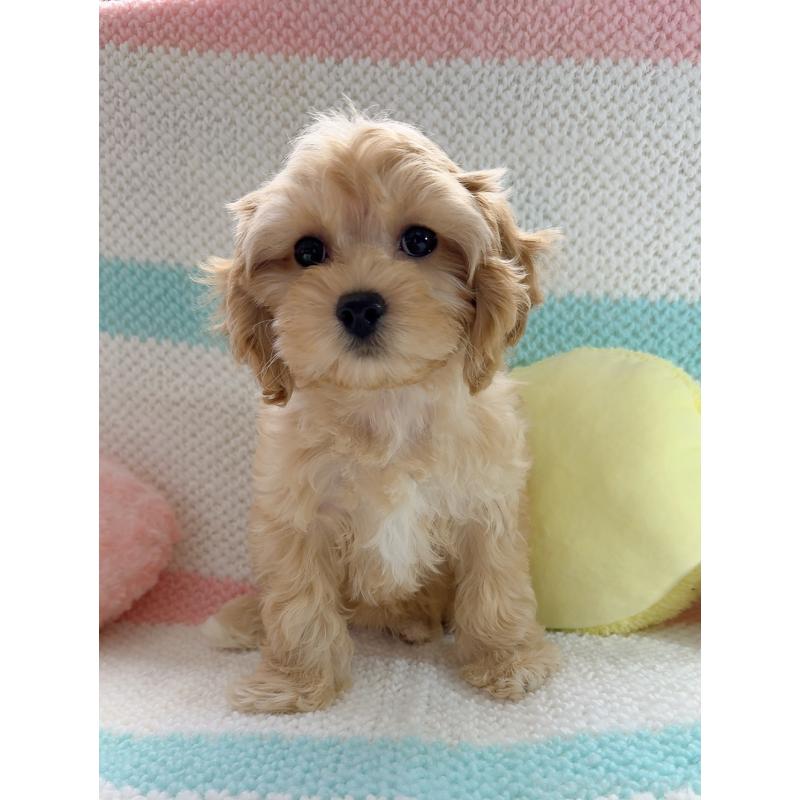 販売中の奈良県のキャバプー:キャバリア×トイプードル-434344の13枚目