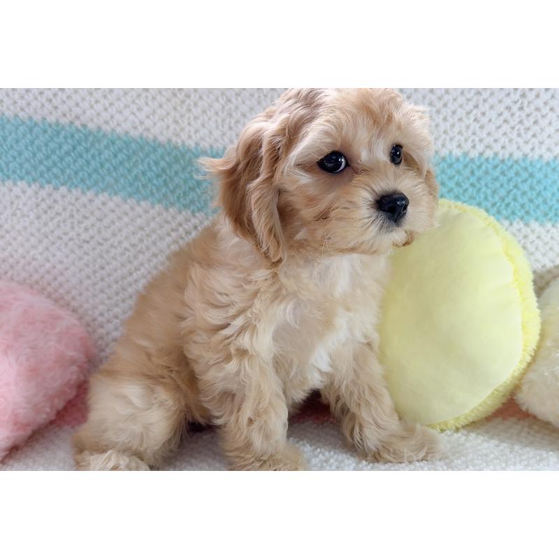 販売中の奈良県のキャバプー:キャバリア×トイプードル-434344の12枚目