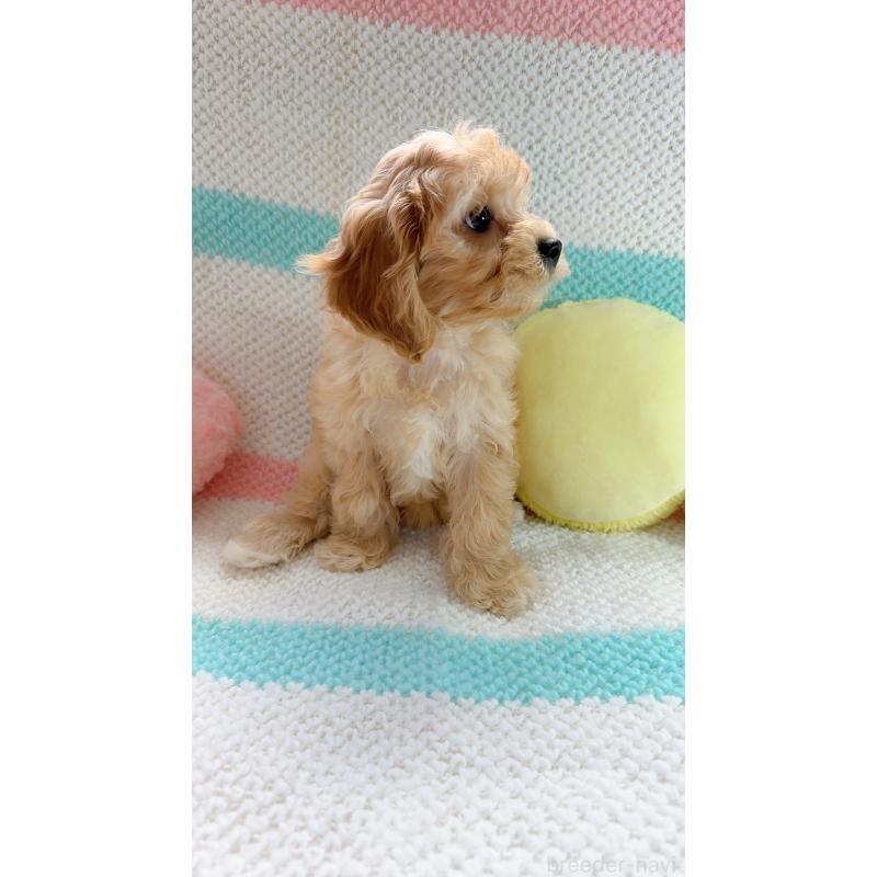 販売中の奈良県のキャバプー:キャバリア×トイプードル-434344の11枚目