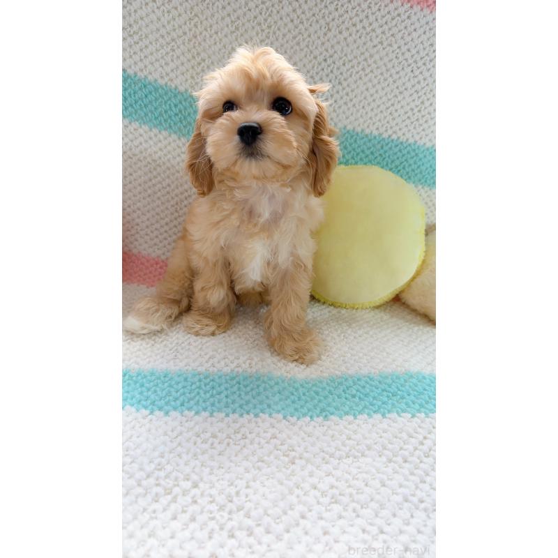 販売中の奈良県のキャバプー:キャバリア×トイプードル-434344の10枚目