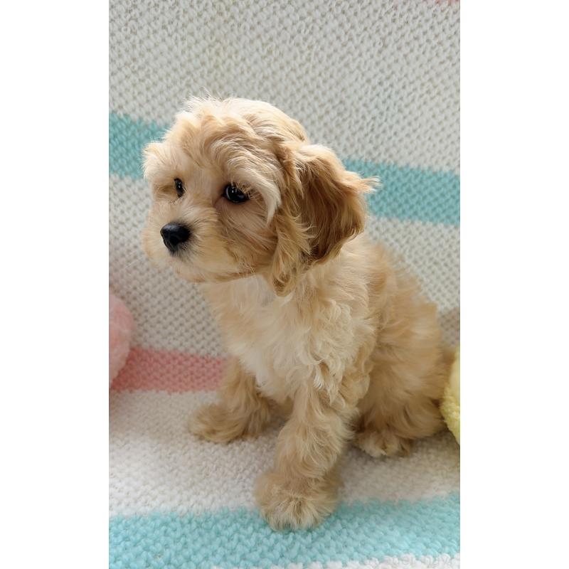 販売中の奈良県のキャバプー:キャバリア×トイプードル-434344の9枚目