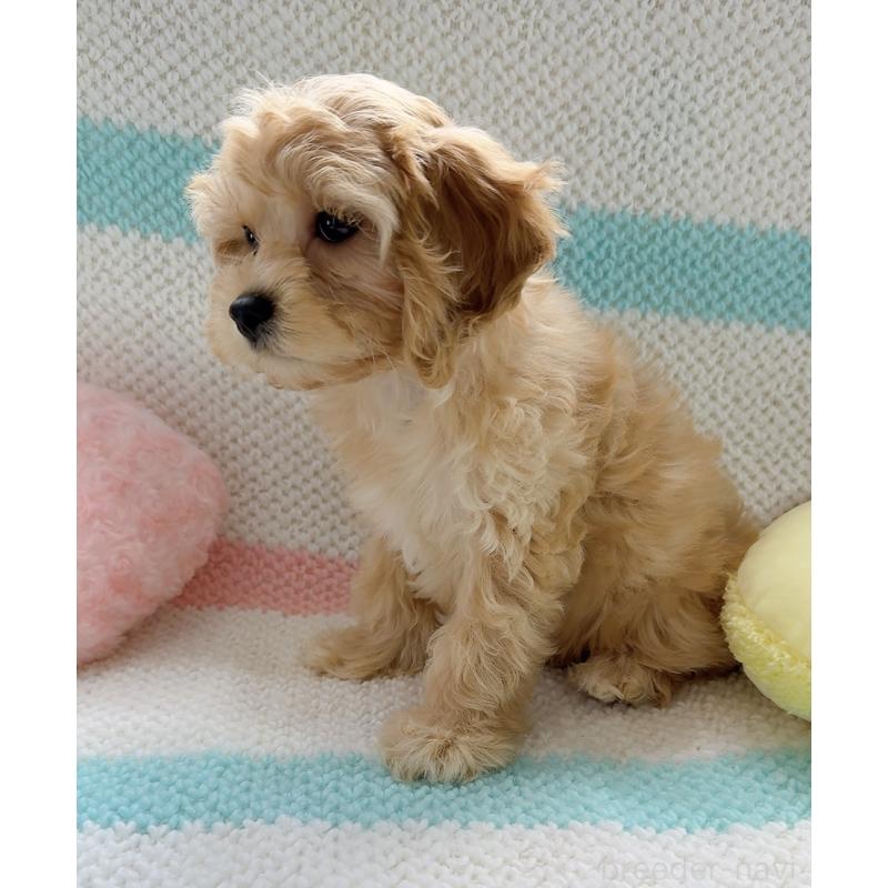 販売中の奈良県のキャバプー:キャバリア×トイプードル-434344の8枚目