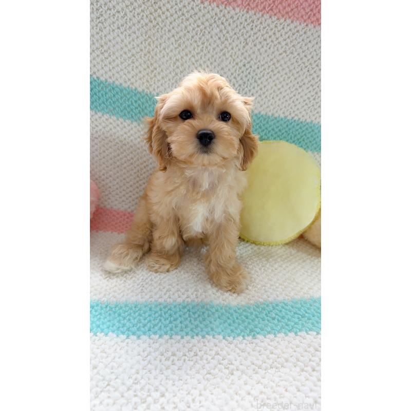 販売中の奈良県のキャバプー:キャバリア×トイプードル-434344の7枚目