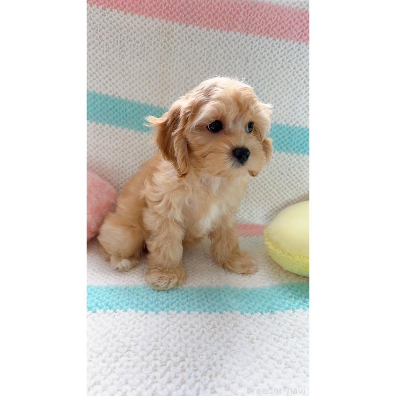 販売中の奈良県のキャバプー:キャバリア×トイプードル-434344の6枚目