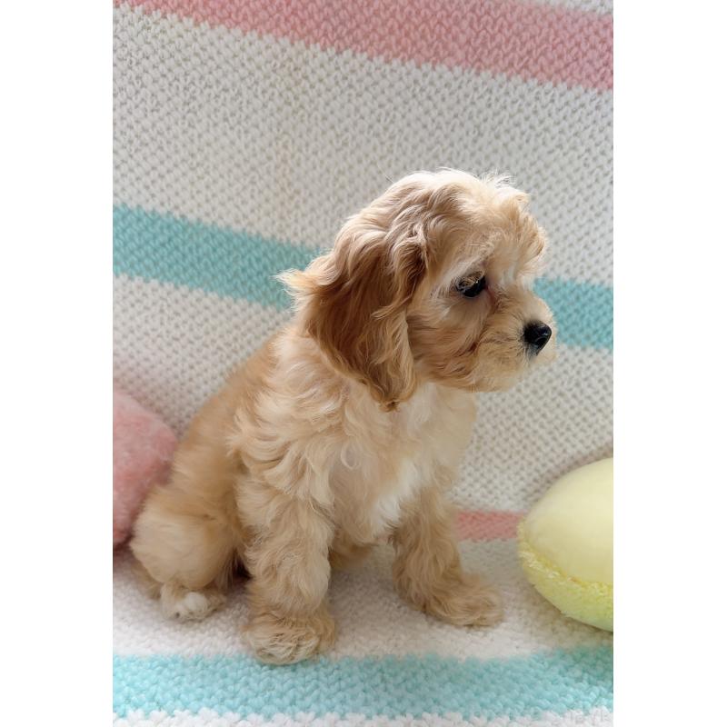 販売中の奈良県のキャバプー:キャバリア×トイプードル-434344の5枚目