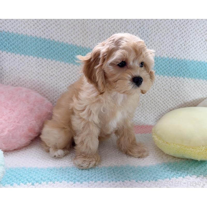 販売中の奈良県のキャバプー:キャバリア×トイプードル-434344の4枚目