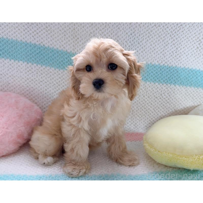 販売中の奈良県のキャバプー:キャバリア×トイプードル-434344の3枚目