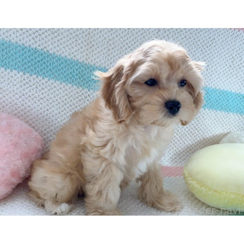 販売中の奈良県のキャバプー:キャバリア×トイプードル-434344の2枚目