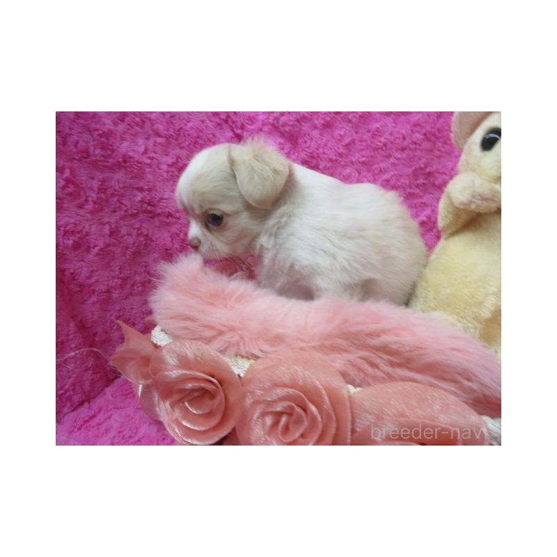 販売中の京都府のチワワ(ロングコート)-443884の3枚目