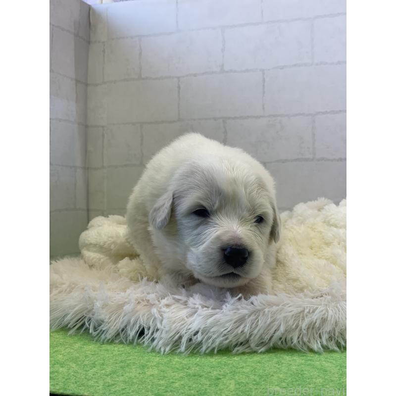 販売中の千葉県のグレートピレニーズ-443927の4枚目