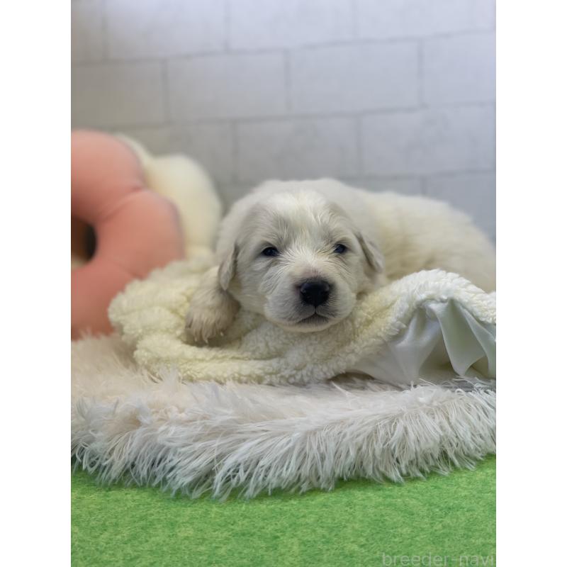 販売中の千葉県のグレートピレニーズ-443927の3枚目