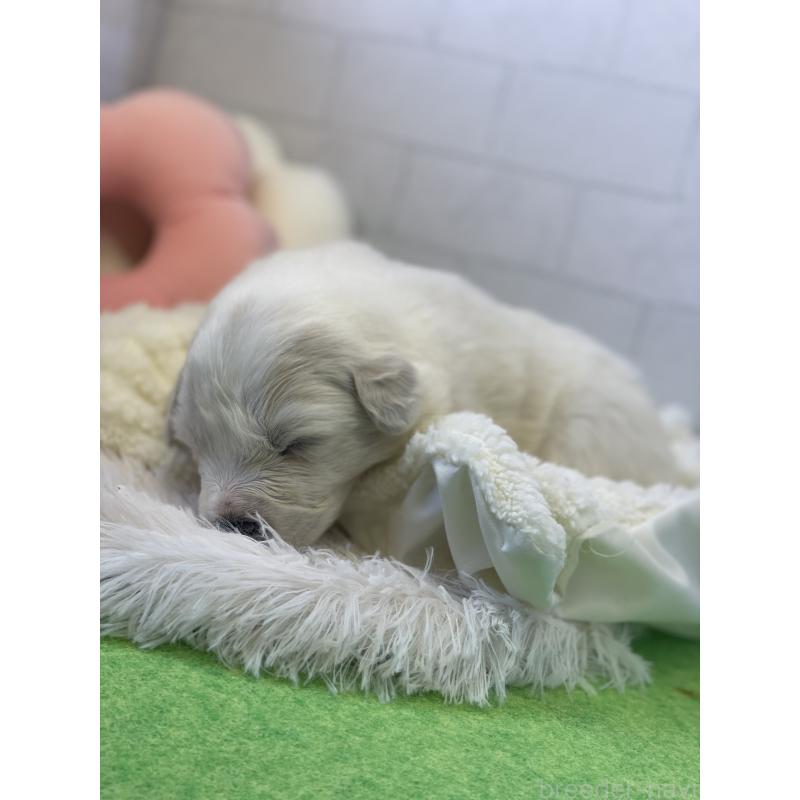 販売中の千葉県のグレートピレニーズ-443927の2枚目