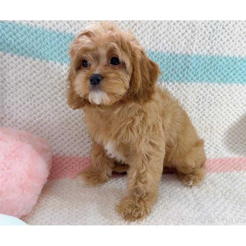 販売中の奈良県のキャバプー:キャバリア×トイプードル-442905