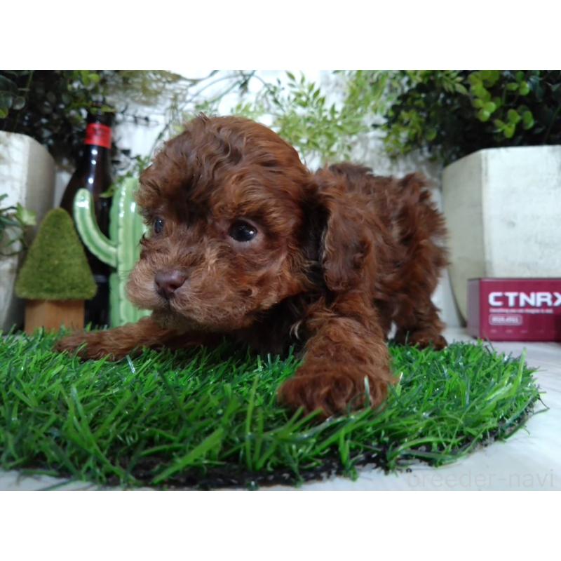 販売中の三重県のトイプードル-443886の6枚目