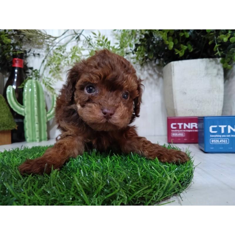 販売中の三重県のトイプードル-443886の5枚目