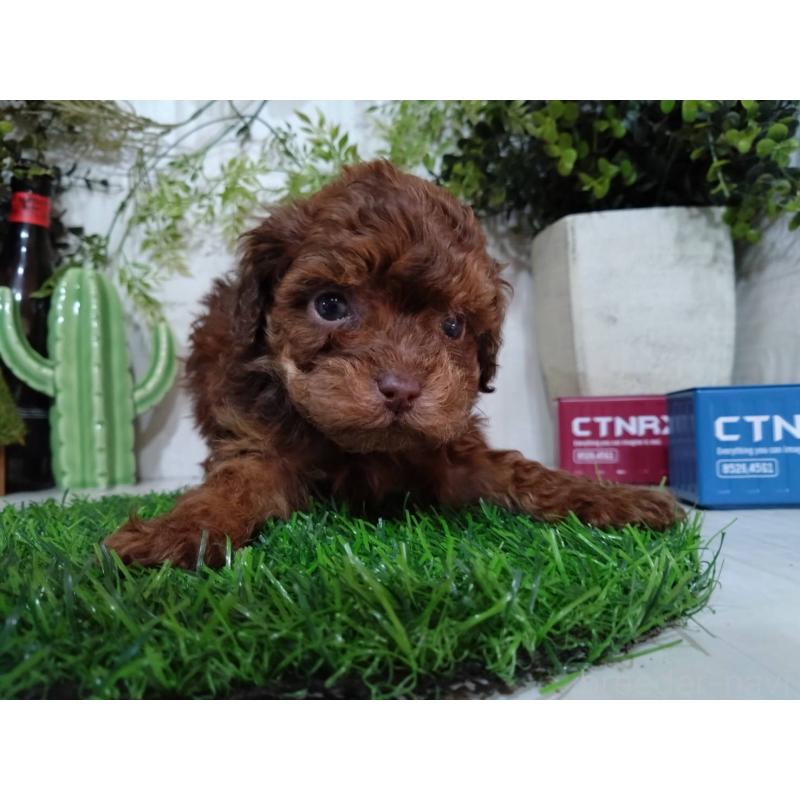 販売中の三重県のトイプードル-443886の4枚目