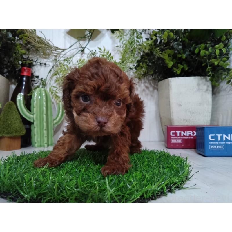 販売中の三重県のトイプードル-443886