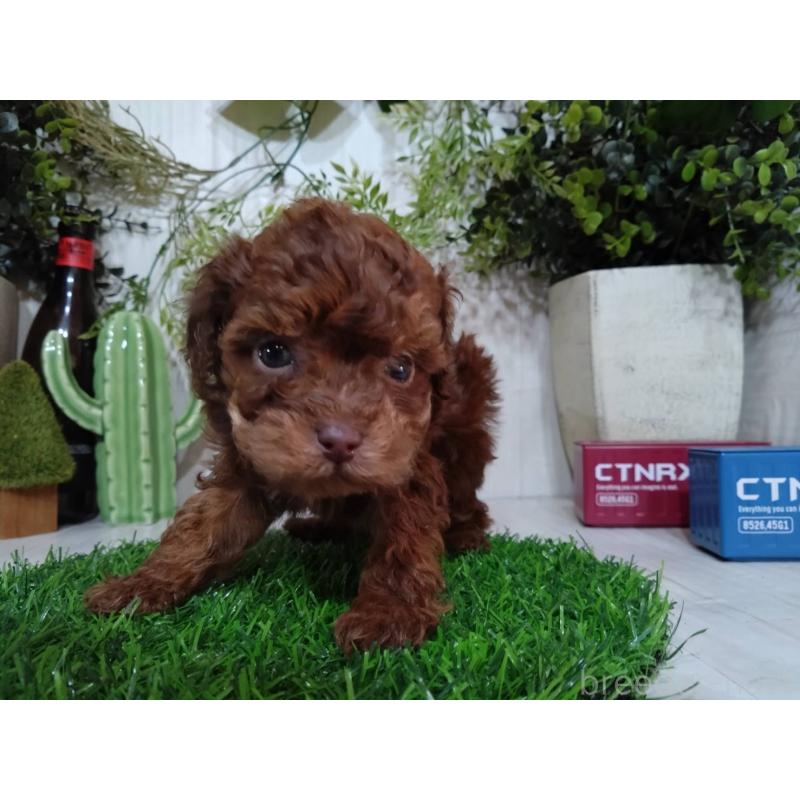 販売中の三重県のトイプードル-443886の2枚目