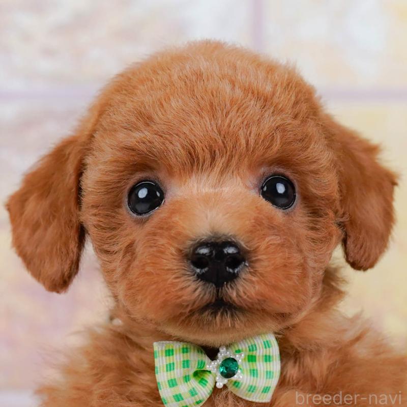 販売中の神奈川県のトイプードル-443887の1枚目