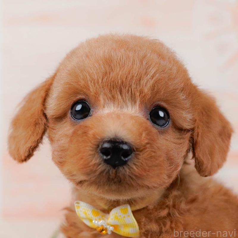 販売中の神奈川県のトイプードル-443888