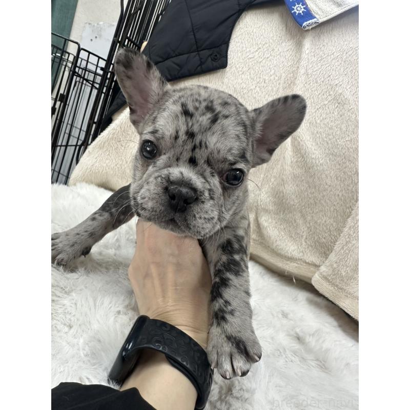 成約済の千葉県のフレンチブルドッグ-440788の5枚目