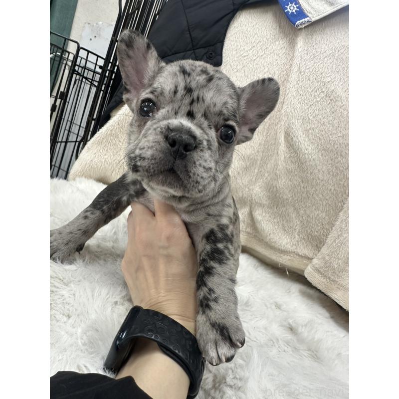 成約済の千葉県のフレンチブルドッグ-440788の4枚目