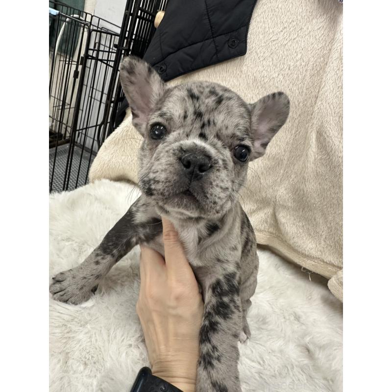 成約済の千葉県のフレンチブルドッグ-440788の1枚目