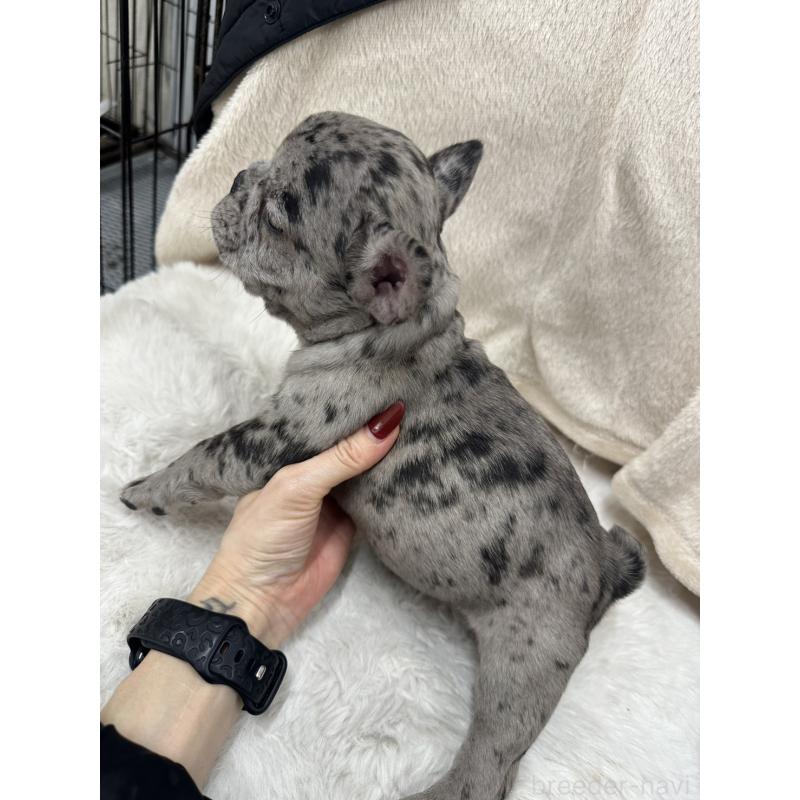 成約済の千葉県のフレンチブルドッグ-440788の2枚目