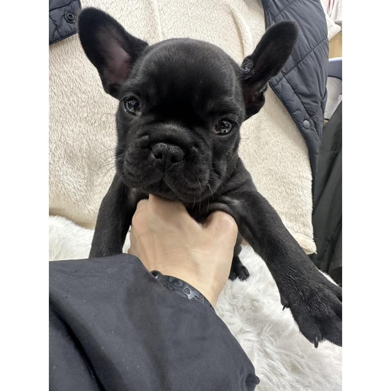 販売中の千葉県のフレンチブルドッグ-440786の5枚目