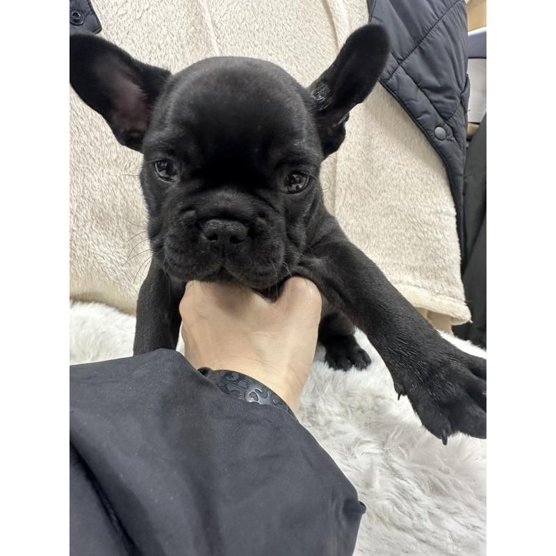 販売中の千葉県のフレンチブルドッグ-440786の4枚目