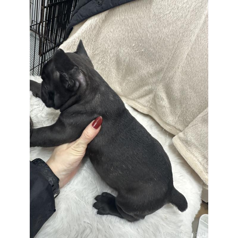 販売中の千葉県のフレンチブルドッグ-440786の3枚目