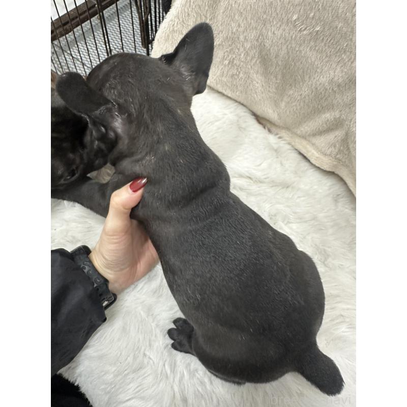 販売中の千葉県のフレンチブルドッグ-440786の2枚目