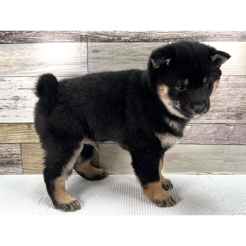 成約済の愛知県の豆柴-439433の5枚目