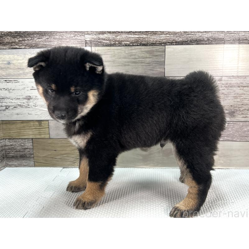 成約済の愛知県の豆柴-439433の4枚目