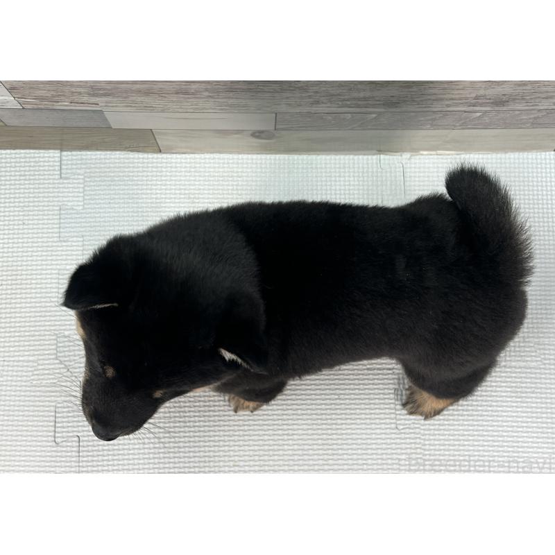 成約済の愛知県の豆柴-439433の3枚目