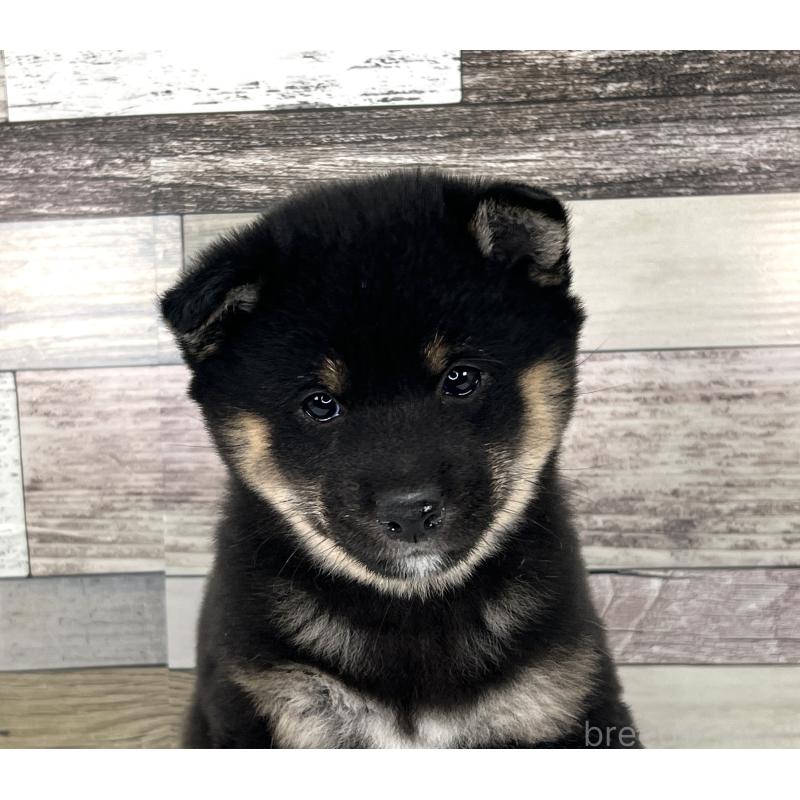 成約済の愛知県の豆柴-439433の2枚目