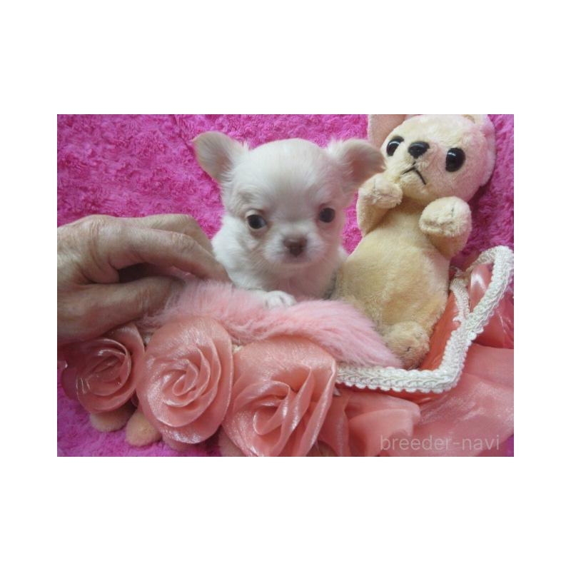 販売中の京都府のチワワ(ロングコート)-443889