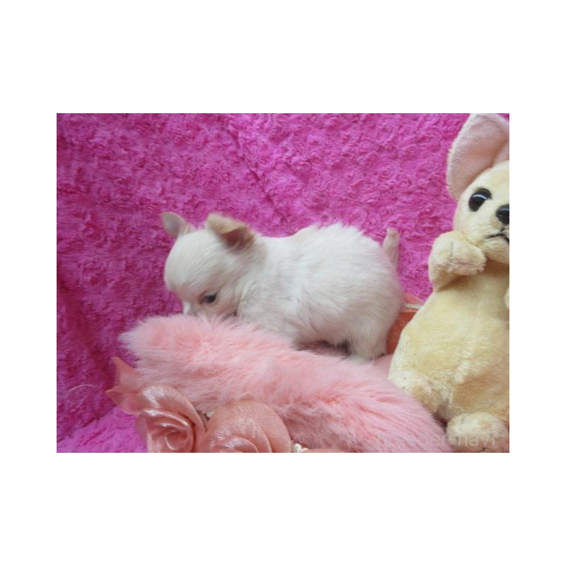 販売中の京都府のチワワ(ロングコート)-443889の2枚目