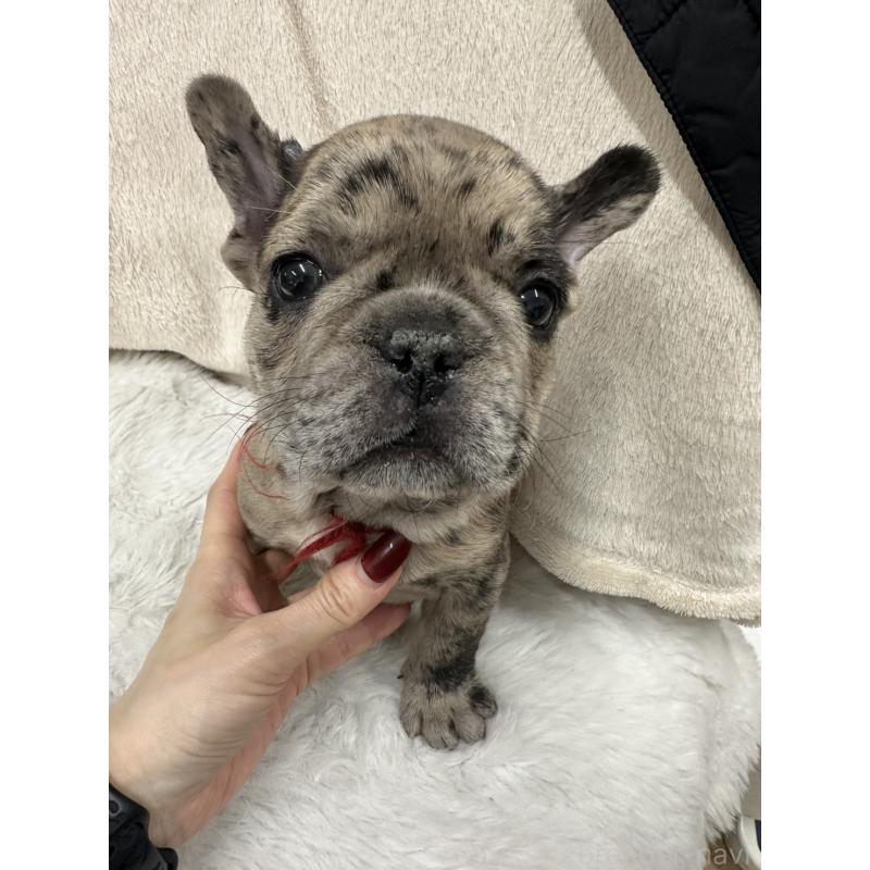 成約済の千葉県のフレンチブルドッグ-440784の5枚目