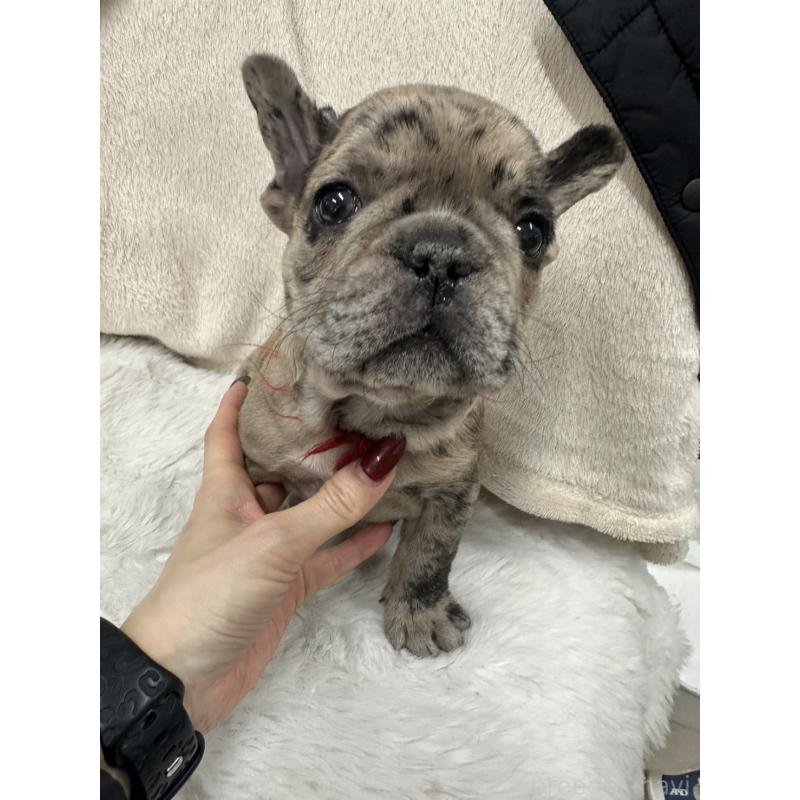 成約済の千葉県のフレンチブルドッグ-440784の4枚目