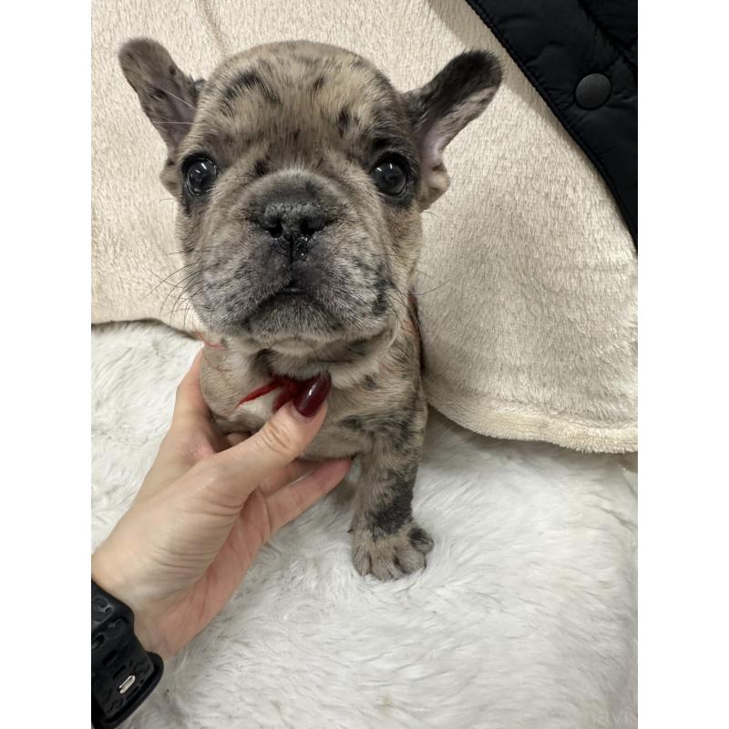 販売中ののフレンチブルドッグ-440784