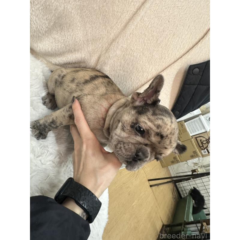 成約済の千葉県のフレンチブルドッグ-440784の3枚目