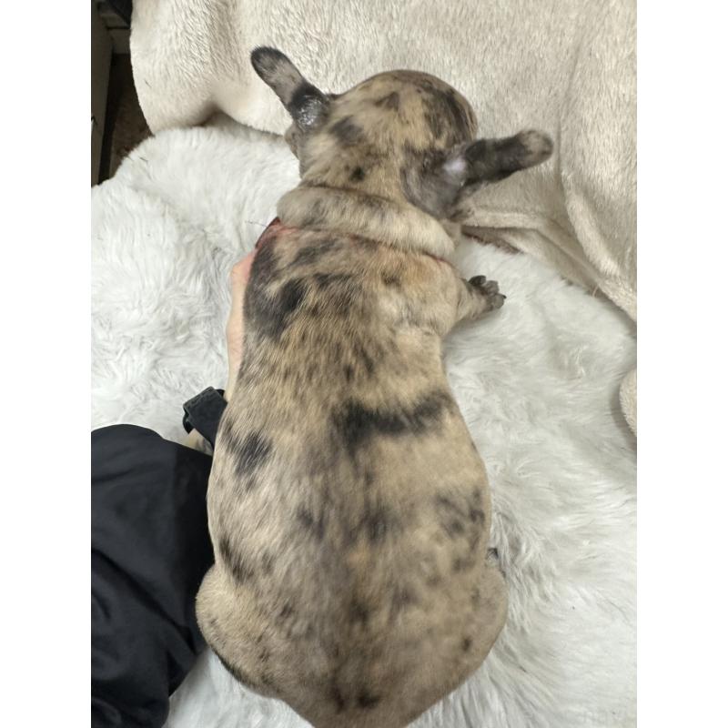 成約済の千葉県のフレンチブルドッグ-440784の2枚目