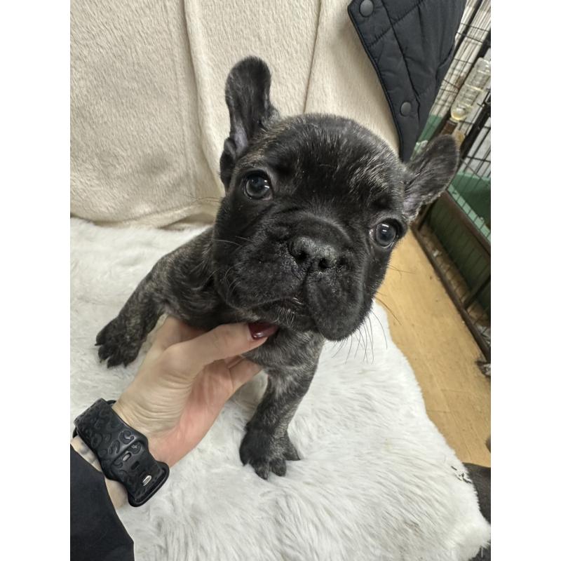 販売中の千葉県のフレンチブルドッグ-440785の6枚目