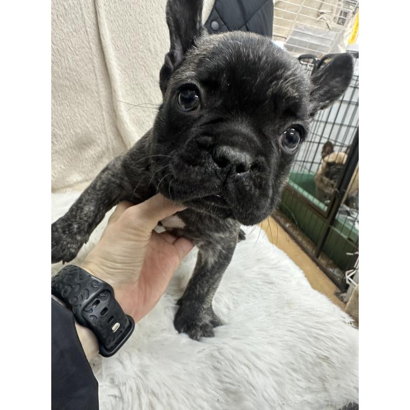 販売中の千葉県のフレンチブルドッグ-440785の5枚目